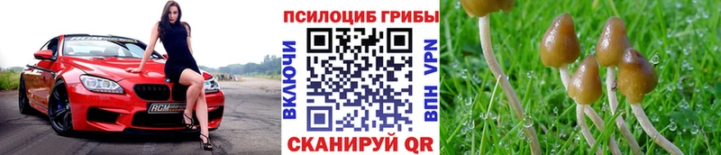 купить наркоту  Белая Холуница  Псилоцибиновые грибы MAGIC MUSHROOMS 